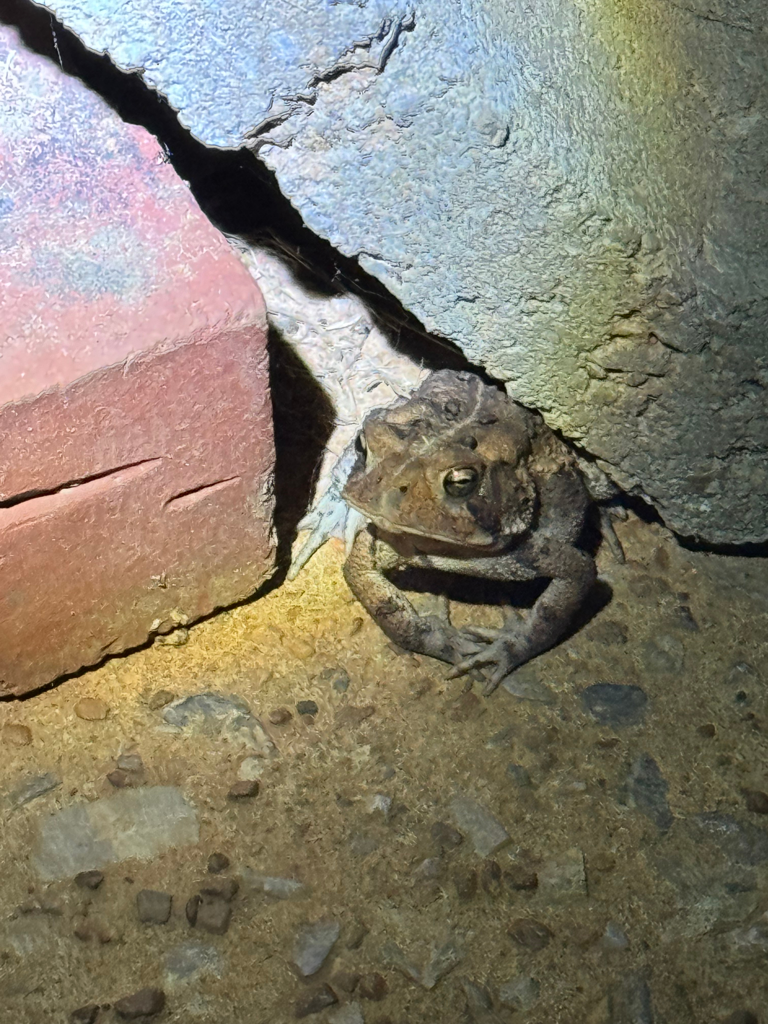 Toad shelters from the Rain